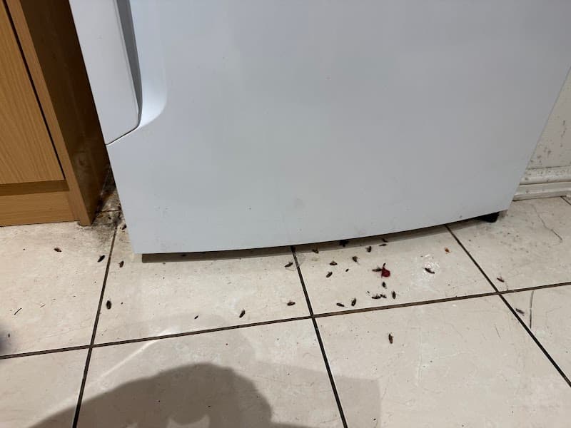 Eco Friendly Pest Solutions project 4