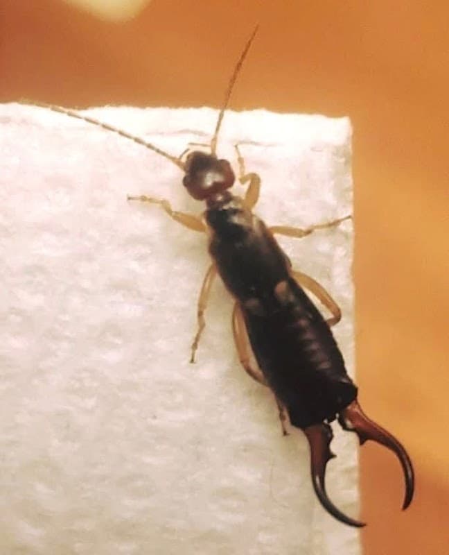 Eco Friendly Pest Solutions project 5