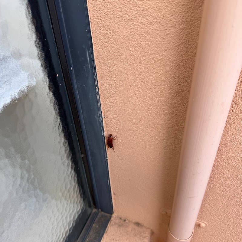 Eco Friendly Pest Solutions project 6