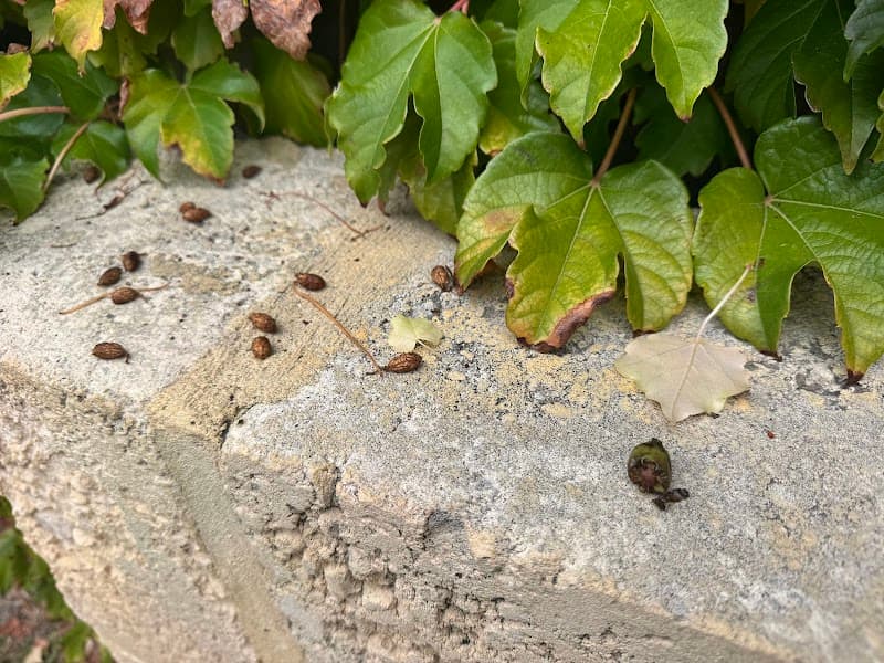 Eco Safe Pest Control Perth