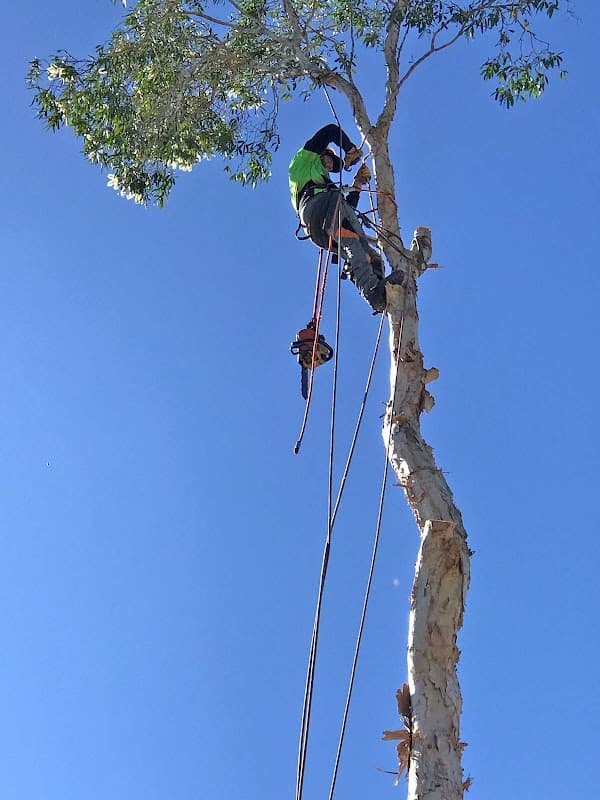 Eden Tree Service project 3