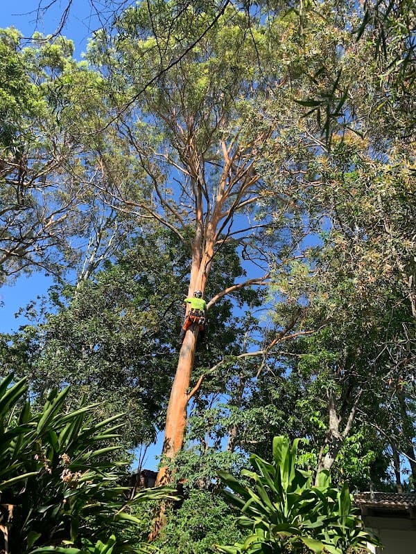Eden Tree Service project 4