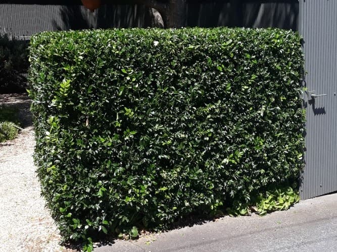 Elite Gardens Bayside cover
