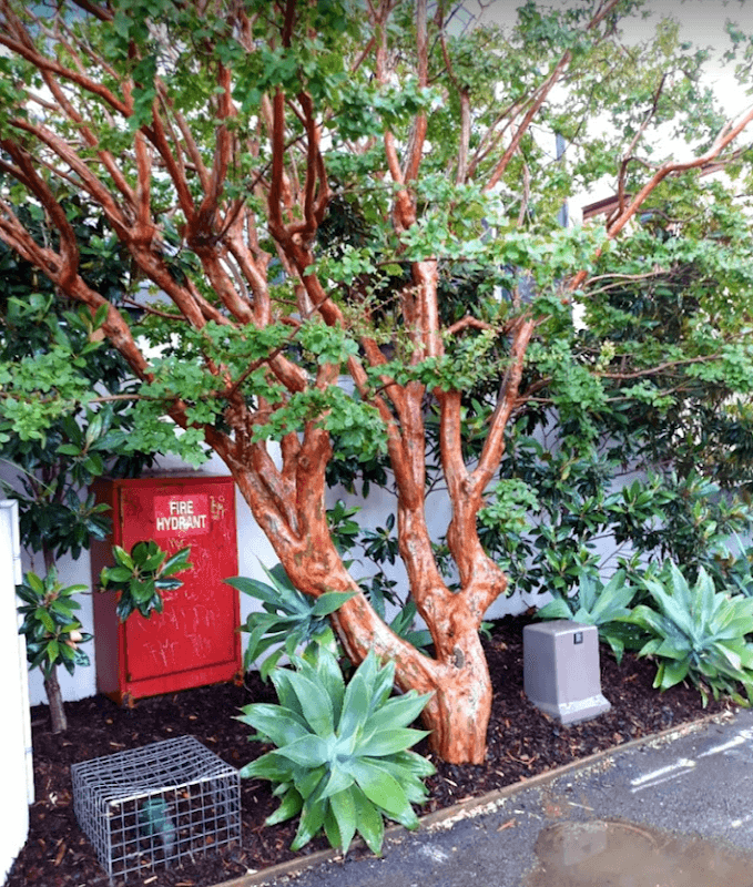 Elite Gardens Bayside project 4