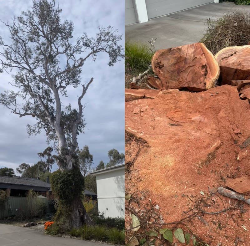 Flora Tree Services project 4
