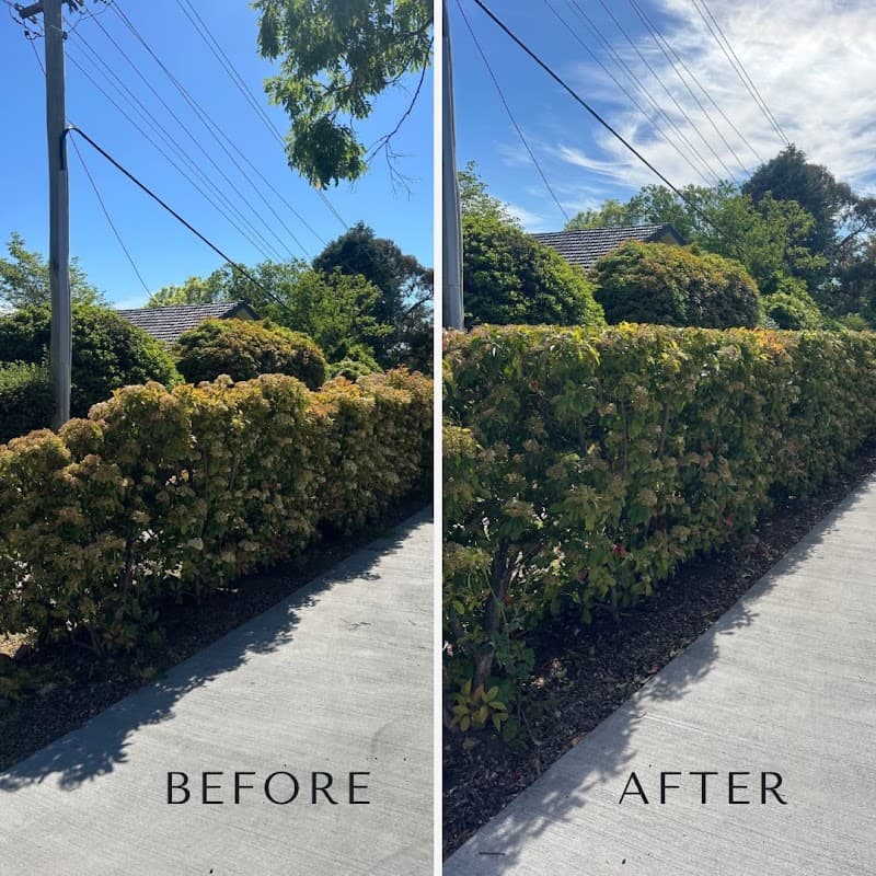 Flora Tree Services project 6