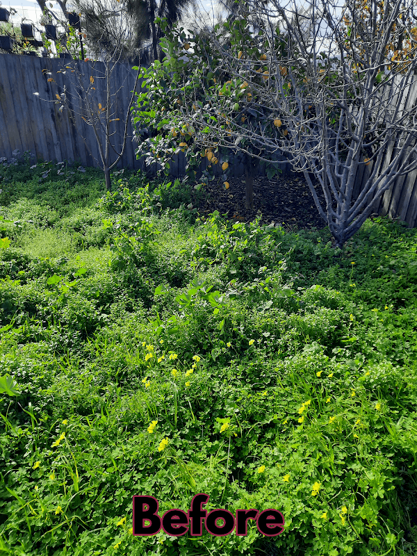 Garden Care Lawn Maintenance project 4
