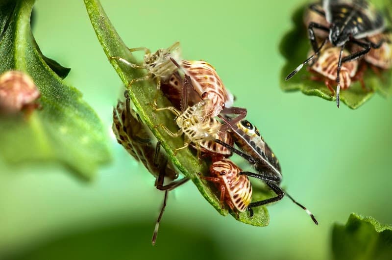 GM Pest Solutions project 4
