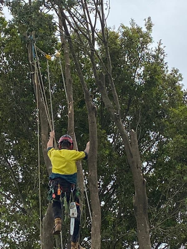 Heritage Tree Care project 3