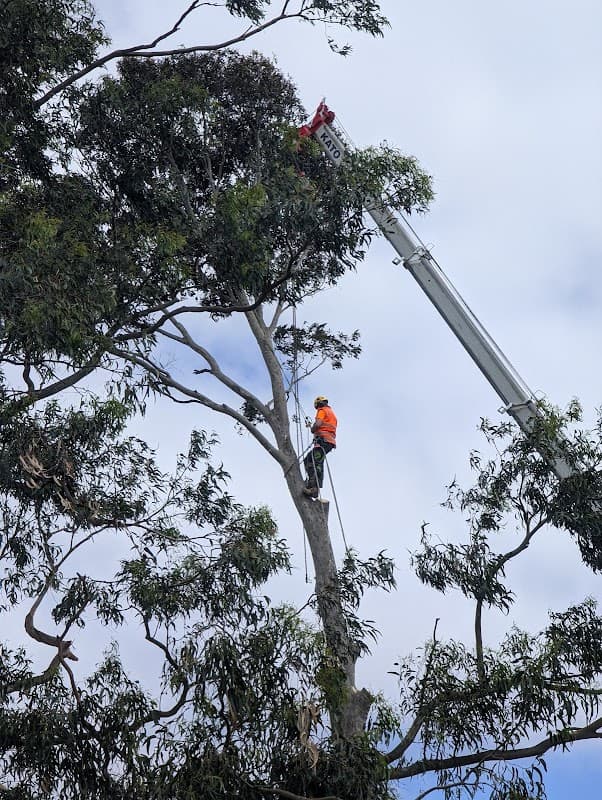 Hive Tree Services project 2