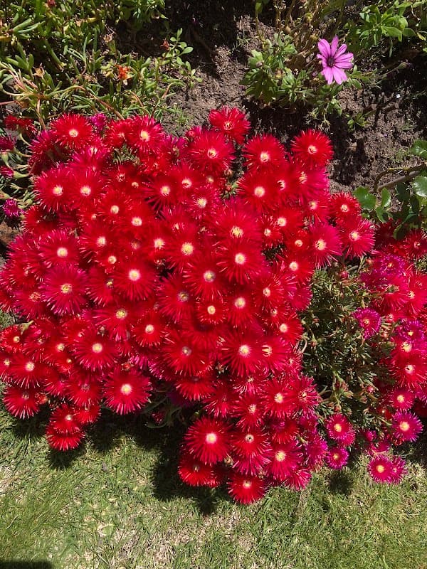 Integrity Gardening
