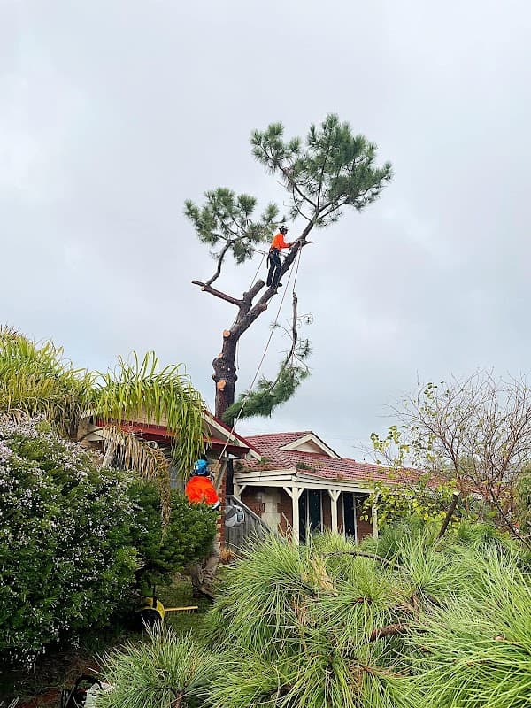 Joshua Tree WA PTY LTD project 4