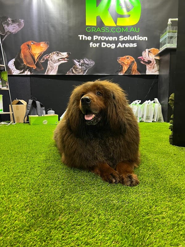 K9 Grass project 4