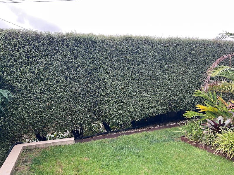 Lawn Link (Division of Augusta) cover