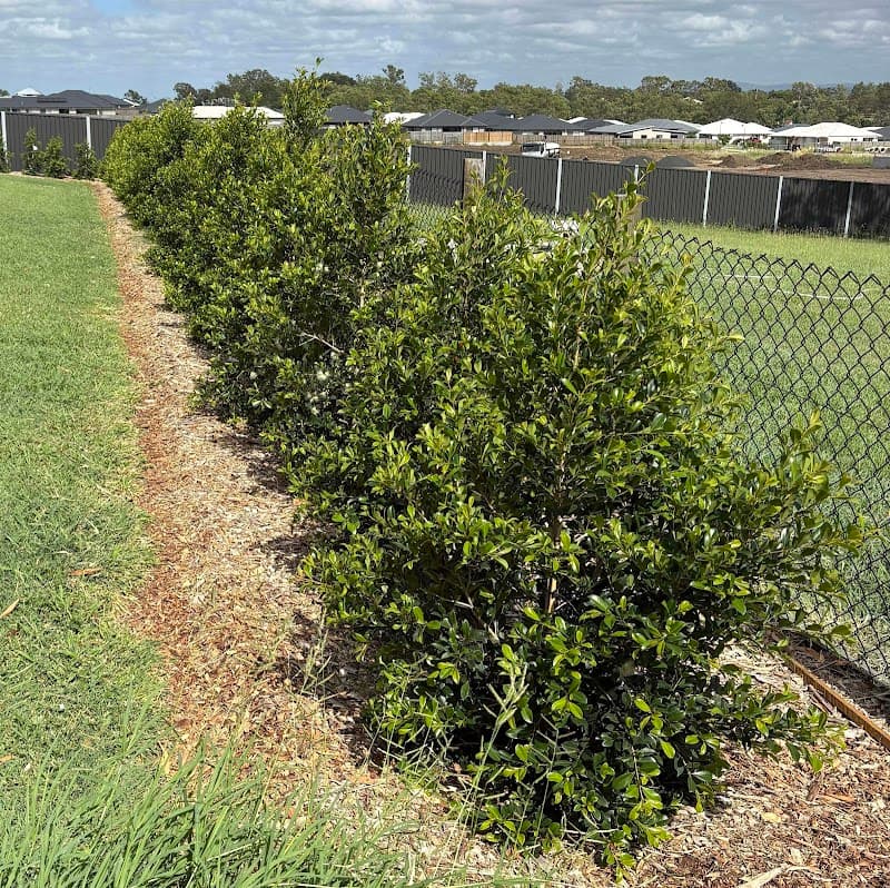 Lou’s Gardening & Landscaping Services project 4