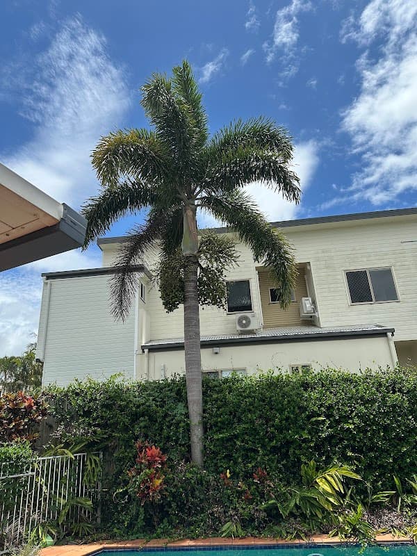 Neil's Tree Experts - Tree Lopper Redlands project 1