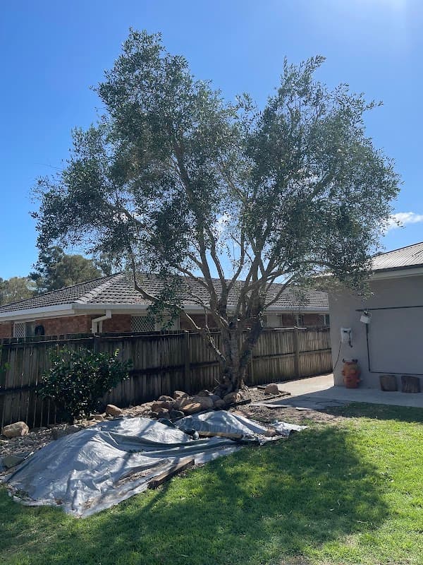 Neil's Tree Experts - Tree Lopper Redlands cover
