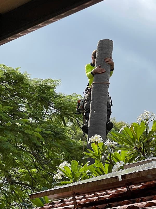 Neil's Tree Experts - Tree Lopper Redlands project 3