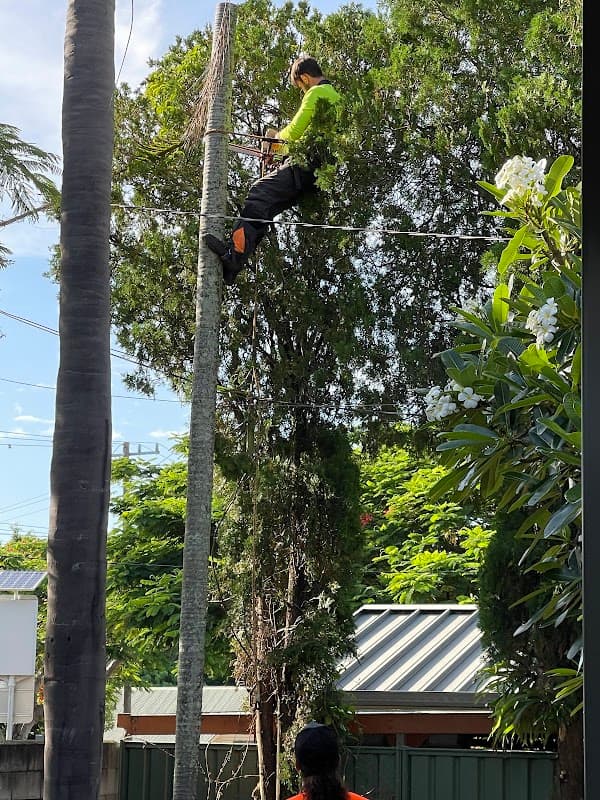Neil's Tree Experts - Tree Lopper Redlands project 4