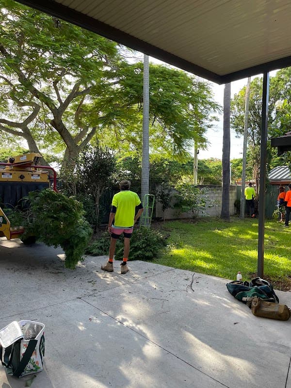 Neil's Tree Experts - Tree Lopper Redlands project 5