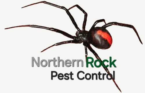 Northern Rock Pest Control project 1