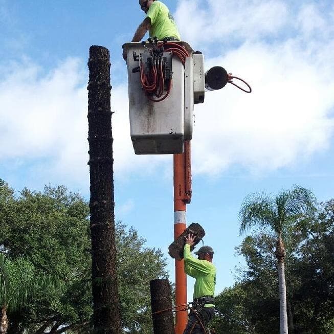 O'Briens Tree Services Canberra project 3