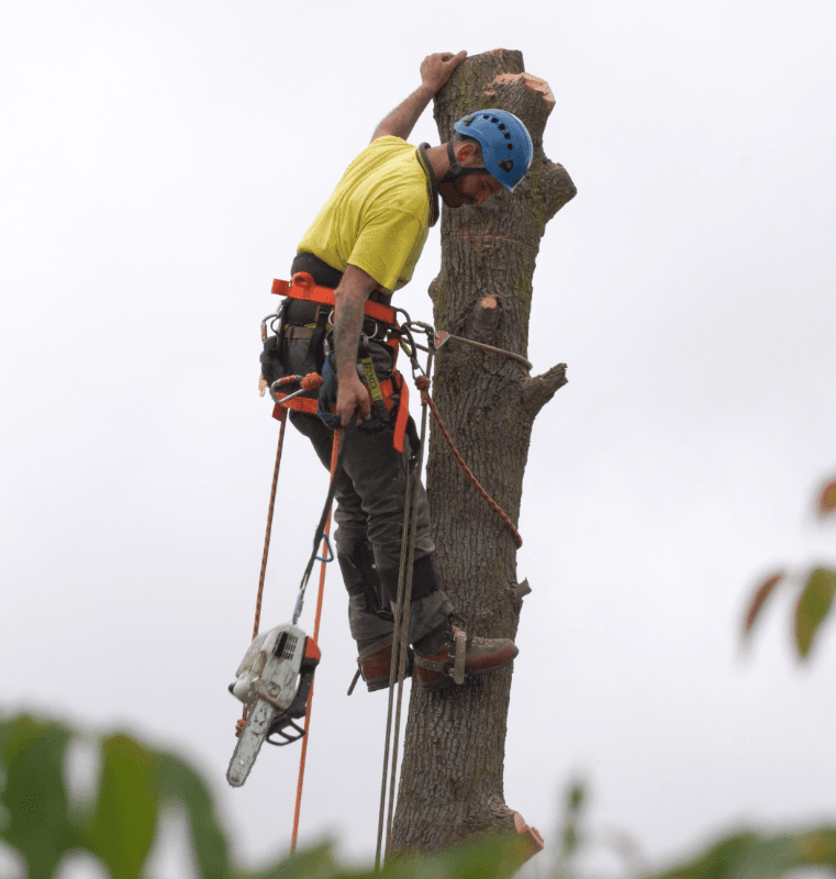 O'Briens Tree Services Canberra project 4
