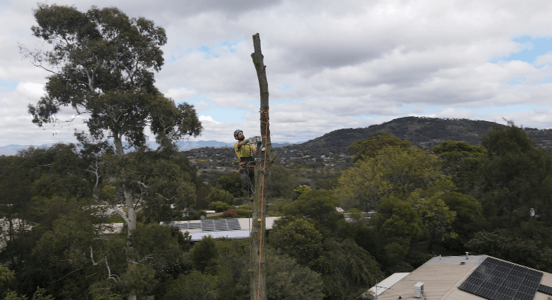 O'Briens Tree Services Canberra project 6