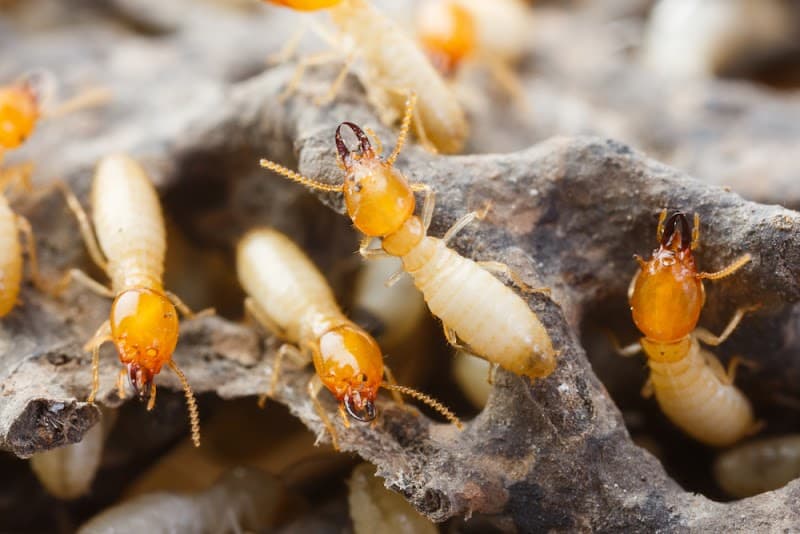 Perfect Pest Control project 2