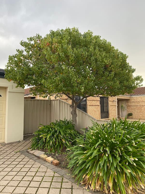 Perth Gardening Experts project 6