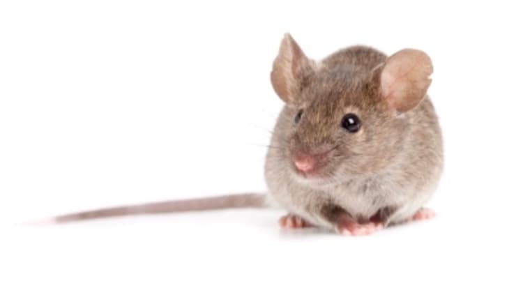 Pest Control Melbourne Ex Pest And Termite Control project 3
