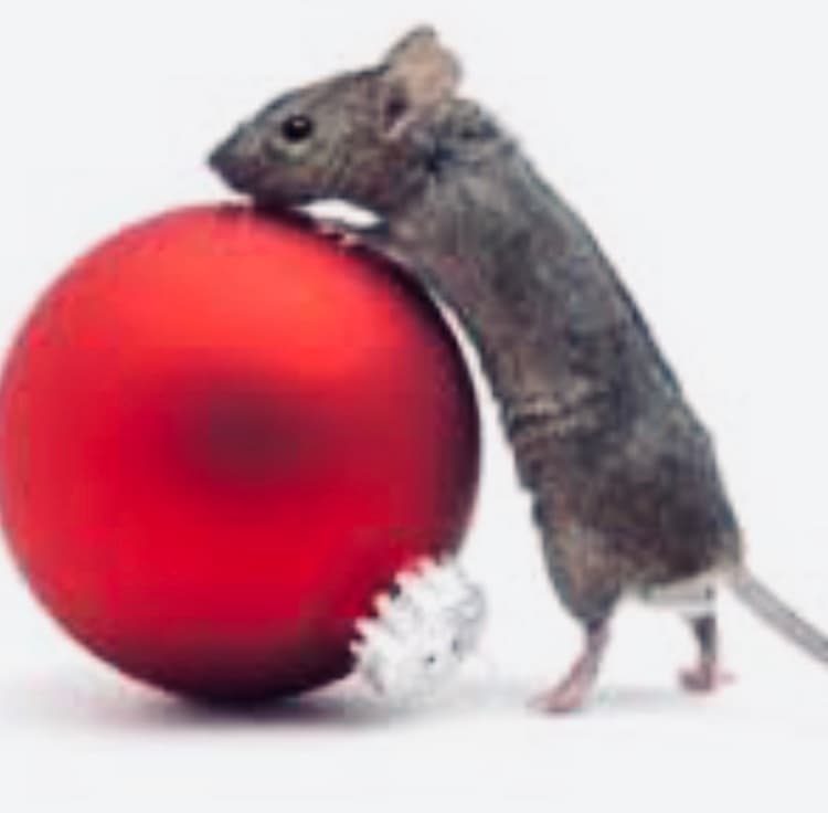 Pest Control Melbourne Ex Pest And Termite Control project 5