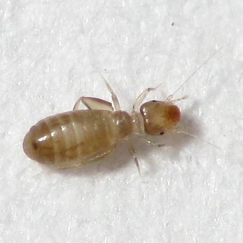 Pest Nett cover