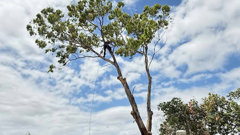 Real Tree Solutions
