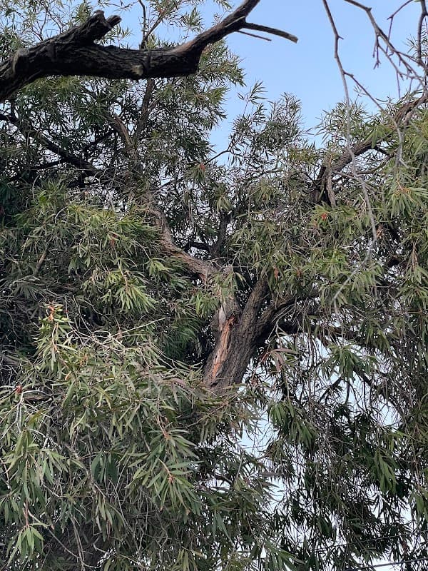 Seaview Tree Service cover
