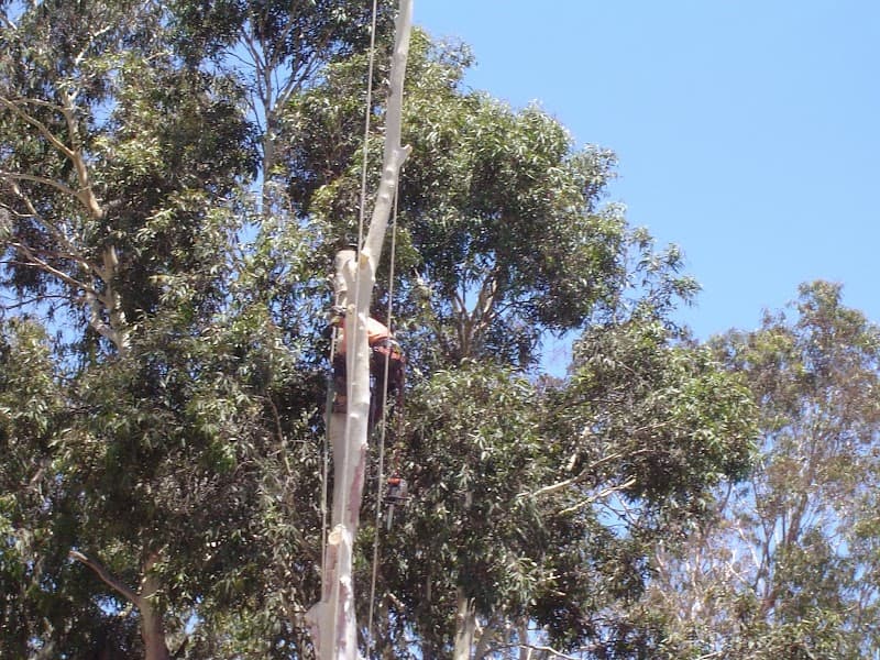 Seaview Tree Service project 3