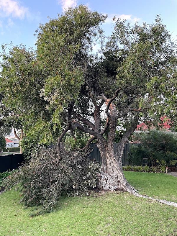 Seaview Tree Service project 5