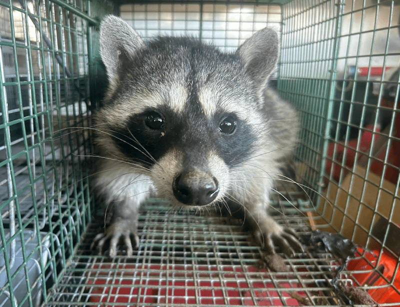 Star Pest And Possum Control
