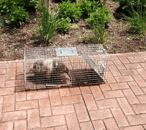 Star Pest And Possum Control cover