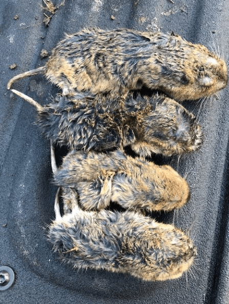Star Pest And Possum Control project 3