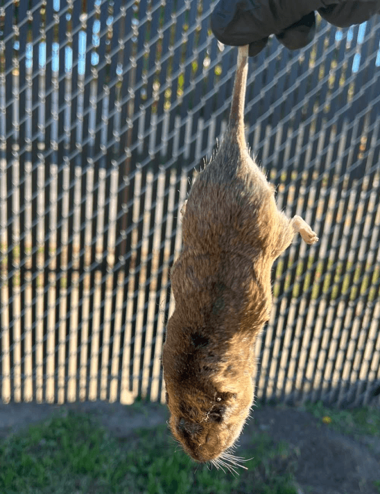 Star Pest And Possum Control project 4