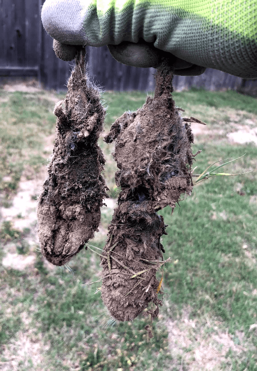 Star Pest And Possum Control project 5