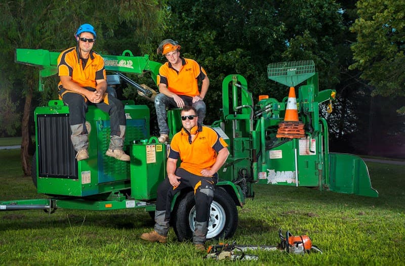 Stumped Tree Services project 1