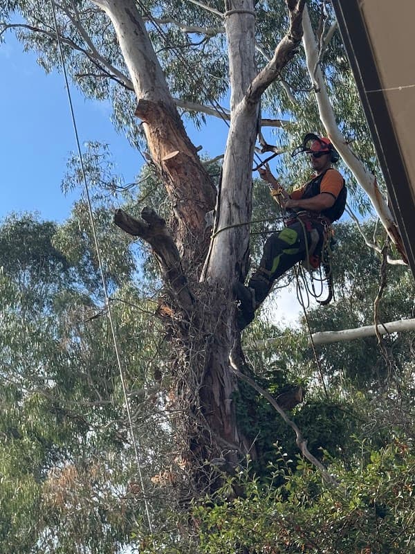 Stumped Tree Services cover