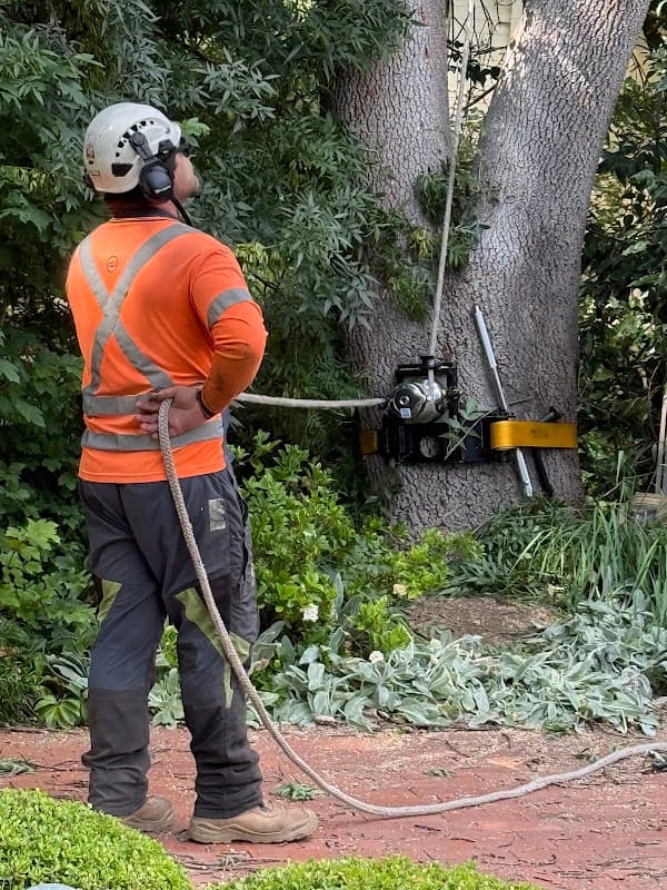 Stumped Tree Services project 3