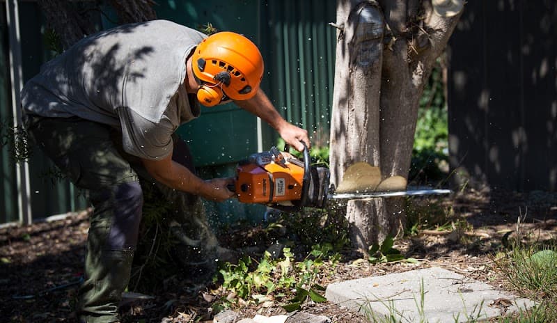 Stumped Tree Services project 4