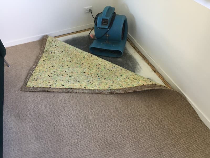 Sun Clean Carpet Cleaning & Pest Control project 3