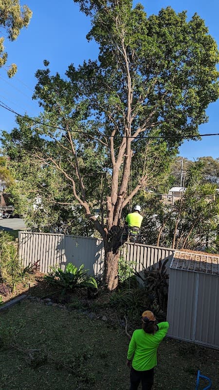 Sustainable Tree Care cover