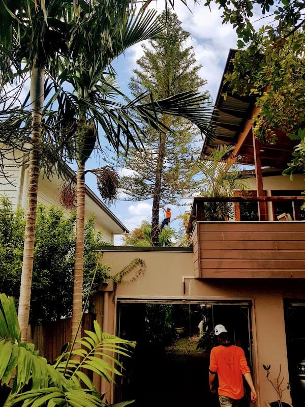 Sustainable Tree Care project 3