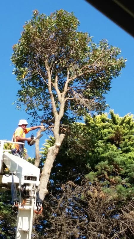 T & A Tree Services cover